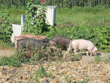 双树春生态土猪——有机猪肉猪肉中的贵族