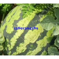 陕西大棚西瓜价格|美都西瓜产地|k4西瓜基地甜王西瓜种植基地